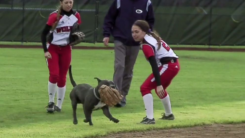 A pitbull carries a player's glove during a game between Western Oregon and Simon Fraser University in Oregon, April 27, 2014.