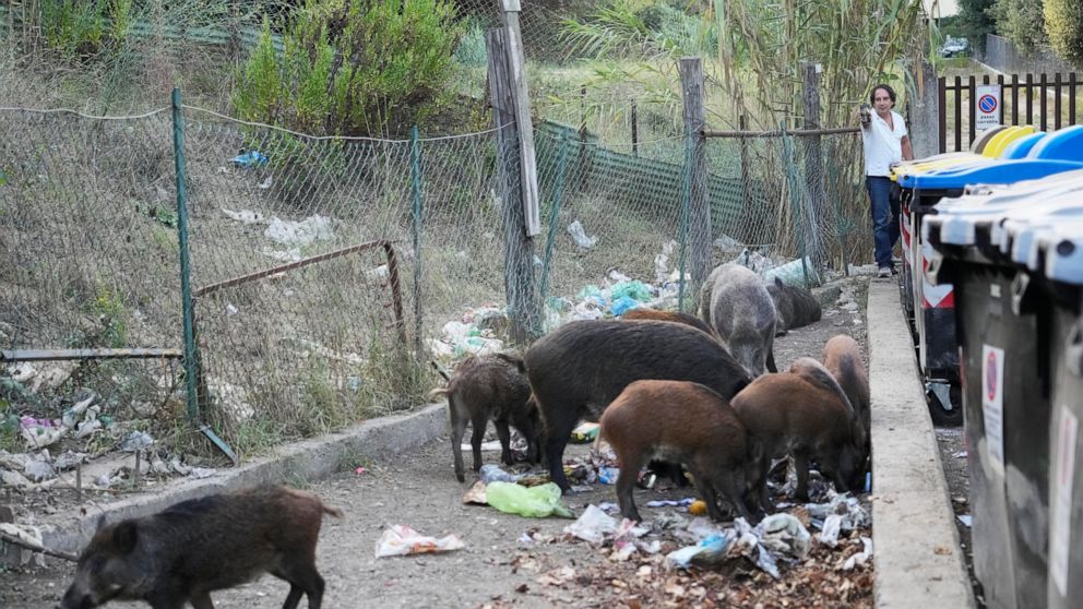 Wild boars eat garbages near trash bins in Rome, Friday, Sept. 24, 2021. They have become a daily sight in Rome, families of wild boars trotting down the city streets, sticking their snouts in the garbage looking for food. Rome's overflowing rubbish 