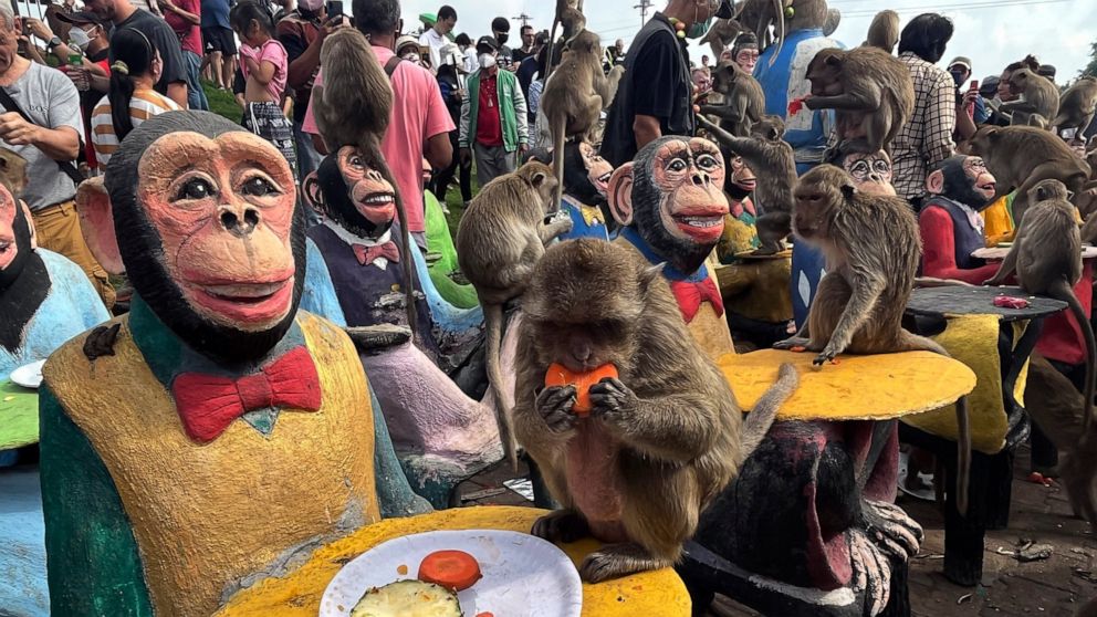 Monkeys enjoy fruit during monkey feast festival in Lopburi province, Thailand. Sunday, Nov. 27, 2022. The festival is an annual tradition in Lopburi, which is held as a way to show gratitude to the monkeys for bringing in tourism. (AP Photo/Chalida 