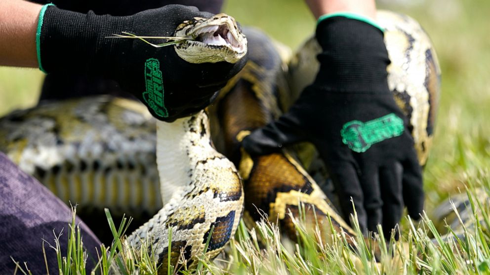 FILE - A Burmese python is held during a safe capture demonstration on June 16, 2022, in Miami. More than 800 competitors will be trudging through the Florida Everglades for the next eight days, in search of invasive Burmese pythons that will bring i