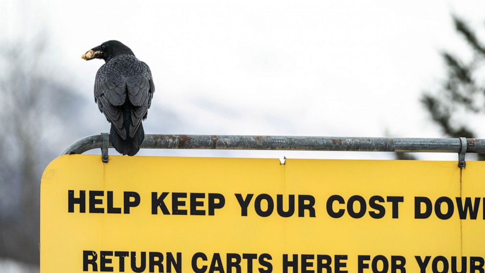 A raven carries food in its beak as it sits atop a sign in a Costco parking lot on Wednesday, March 24, 2021, in south Anchorage, Alaska. People have been sharing stories on social media of ravens stealing food from their carts while they load grocer