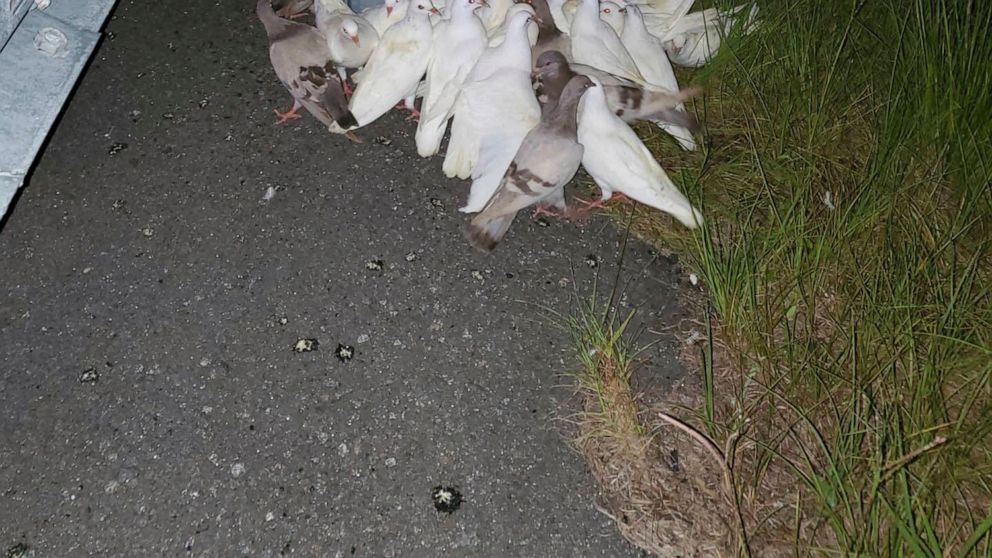 This photo provided by Volusia County Animal Control shows pigeons off an exit on Interstate 95, in Florida. A crate carrying 100 homing pigeons fell off a truck late Tuesday, June 29, 2021, near Daytona Beach. The exit had to be closed for three hou