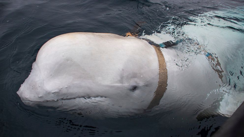 A beluga whale seen as it swims next to a fishing boat before Norwegian fishermen removed the tight harness, swimming off the northern Norwegian coast Friday, April 26, 2019. The harness strap which features a mount for an action camera, says "Equipm