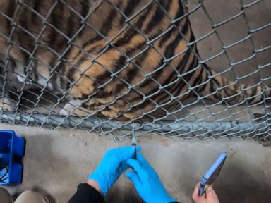 Big cats, bears, ferrets get COVID-19 vaccine at Oakland Zoo
