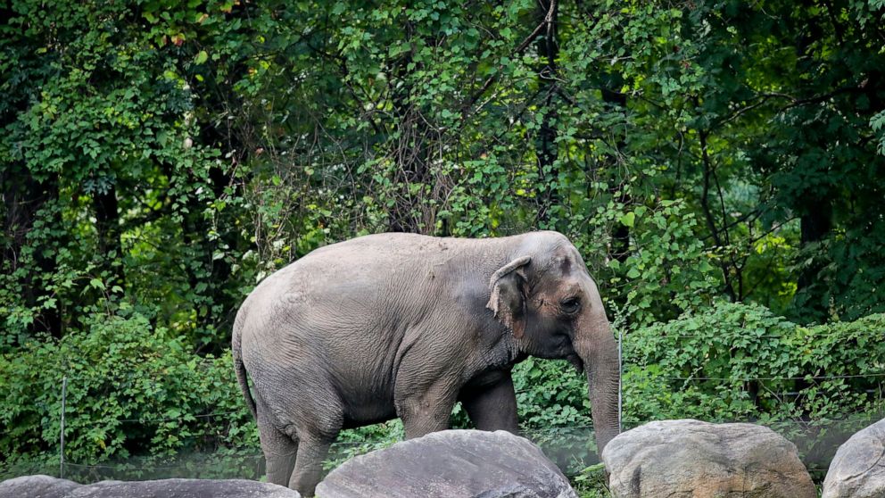 FILE - In this Oct. 2, 2018 file photo, Bronx Zoo elephant "Happy" strolls inside the zoo's Asia Habitat in New York. A legal fight to release Happy the elephant from the Bronx Zoo after 45 years will be argued Wednesday, May 18, 2022, before New Yor