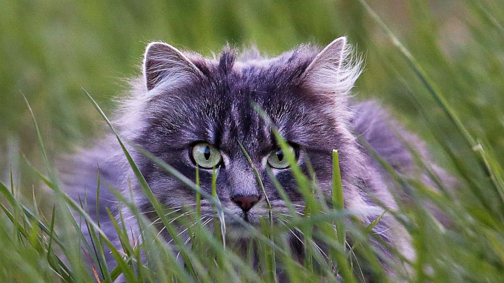 Bad Kitty: German town grounds cats to save rare birds - ABC News