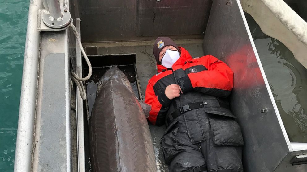 Hold on! 240-pound fish, age 100, caught in Detroit River - ABC News