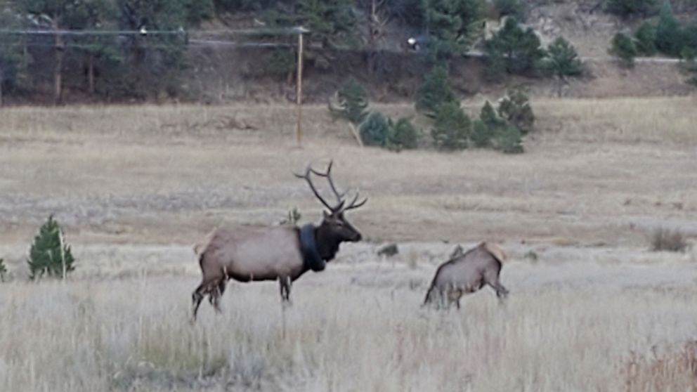 Elk roaming Colorado with tire around neck for 2 years freed