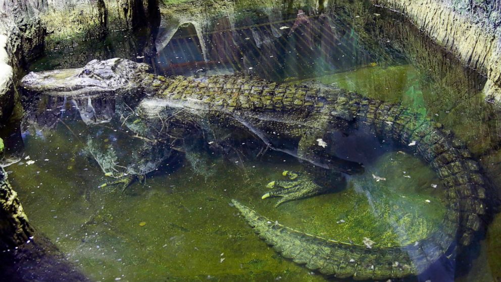 In this photo taken on Tuesday, Feb. 19, 2019, the alligator Saturn swims in water at the Moscow Zoo, in Moscow, Russia. An alligator that many believed to have once belonged to Adolf Hitler has died in the Moscow Zoo. The zoo said the alligator, nam