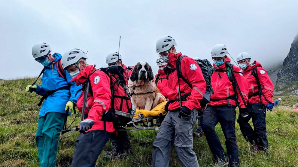 Sixteen volunteers from Wasdale mountain rescue team take turns to carry 121lb (55kg) St Bernard dog, Daisy from England's highest peak, Scafell Pike, Sunday July 26, 2020. The mountain rescue team spent nearly five hours rescuing St Bernard dog Dais