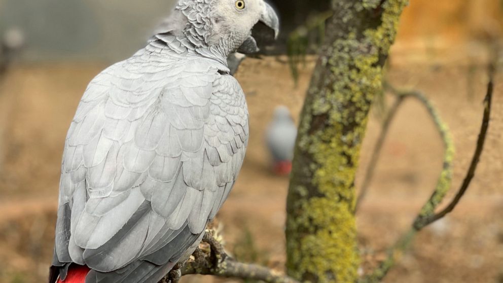 Gray parrots separated at zoo after swearing a blue streak thumbnail