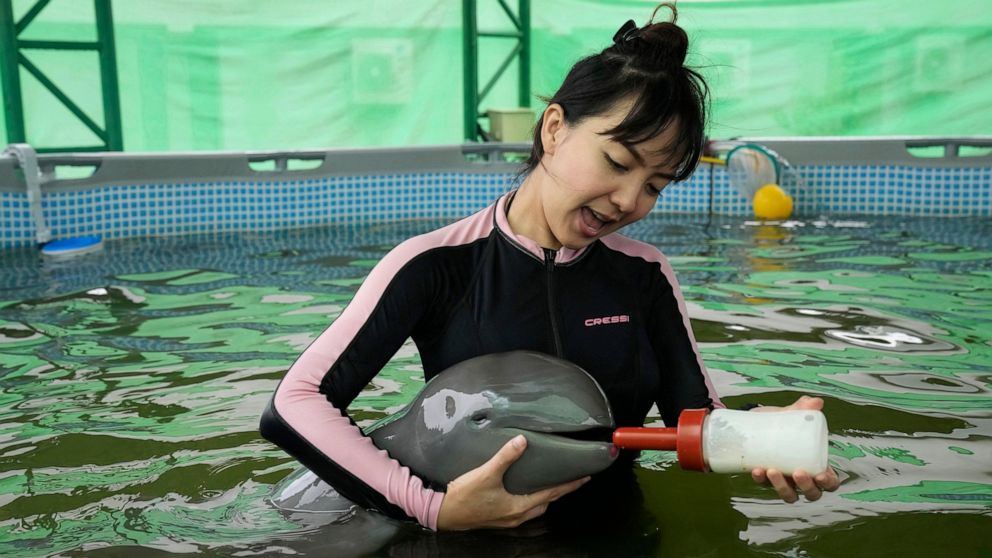 Sick dolphin calf improves with tube-fed milk, helping hands