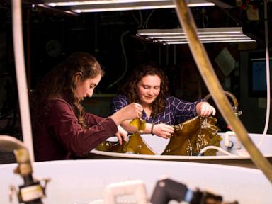 The Industrialization of Macroalgae: Scaling the Kelp Biofuel Value Chain