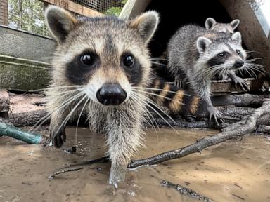 A raccoon boot camp in Mississippi teaches abandoned kits survival skills