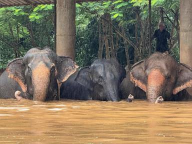 Flooding from seasonal rains threatens residents in northern Thailand, including elephants