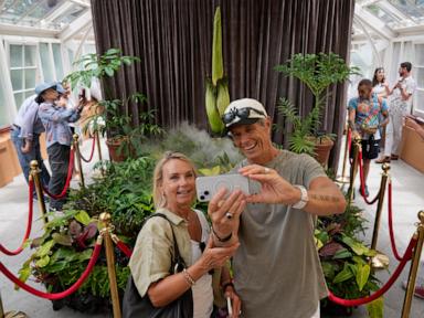 Rare plant emits a stink of death when it blooms. Thousands queued to get close to it