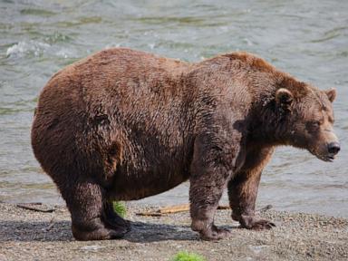 Fat Bear Week opens for Alaska’s heavyweights. Can the 1,200-pound champ win again?