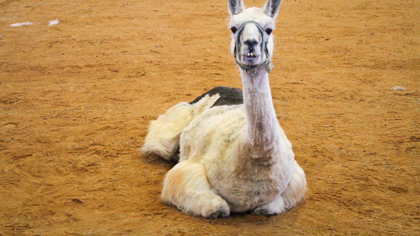 World’s oldest llama enjoys comforting chronically ill children in North Carolina