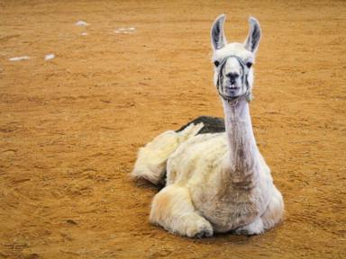 World's oldest llama enjoys comforting chronically ill children in North Carolina