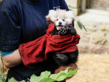 Edinburgh Zoo blames fireworks for death of baby red panda