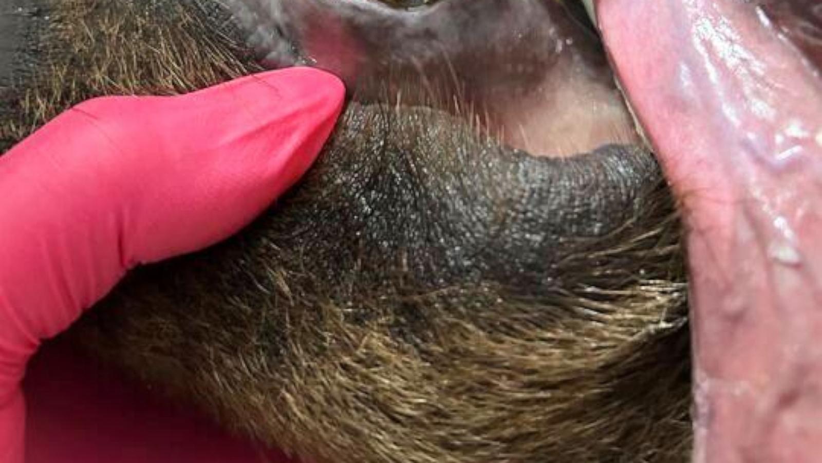 Brown bear has new shiny smile after getting huge metal crown for canine tooth
