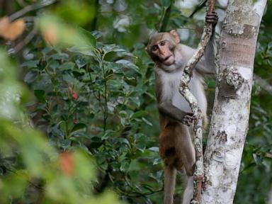 Last 4 escaped monkeys are captured in South Carolina after months on the loose