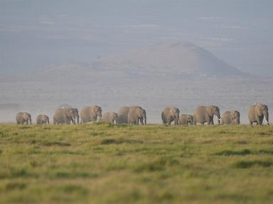 The deaths of 15 elephants in Kenya's Amboseli National Park spark investigation