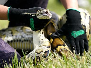 Grand prize winner removed 20 Burmese pythons from the wild in Florida challenge