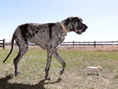 World's tallest and smallest dogs meet up for a playdate