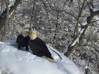 New eagle camera is going live in Minnesota to the delight of global viewers