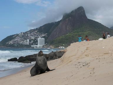 Not quite the 'Girl from Ipanema', a fur seal's rare appearance on Rio's famous beach turns heads