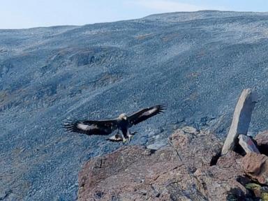 Golden eagle attacks toddler and 3 others in Norway