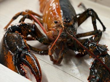 Rare two-colored lobster caught by fishermen off Cape Cod donated to aquarium