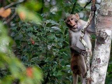 2 more escaped monkeys recaptured and enjoying peanut butter and jelly sandwiches in South Carolina