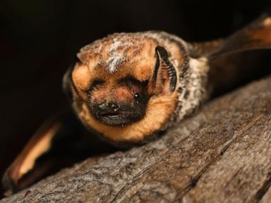 It's almost Halloween. That means it's time for a bat beauty contest