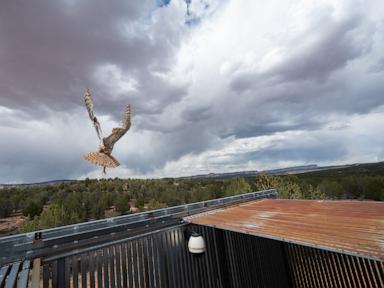 Owl found stuck in a concrete mixer is on the mend and flying free