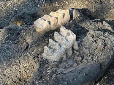 New York man finds mastodon jaw while gardening in his backyard