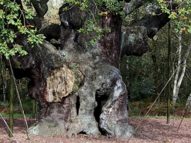 Why Loving the Sherwood Forest Major Oak to Death Was Its Real Downfall