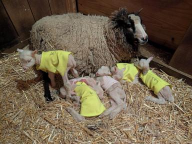 Farmers in Vermont expected a sheep to have twins. She had rare sextuplets