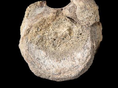 A rare dinosaur fossil from Antarctica is found tucked away in a drawer