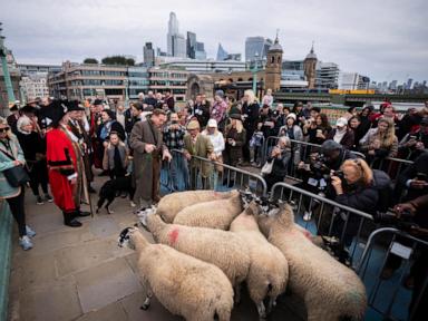 Damian Lewis herds sheep over a London bridge in homage to a medieval tradition