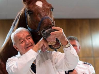 No neigh-sayers: Live horses join first-day veterinary students for anatomy lecture in Hungary