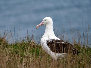 An albatross couple shares egg duty in this captivating low-drama reality show