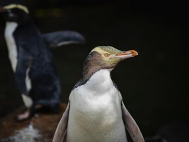 Shy penguin wins New Zealand's bird election after campaign filled with memes