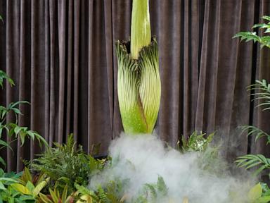 Australia holds its nose for the 3rd rancid bloom of a rare corpse plant in 3 months