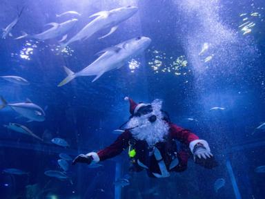 Santa Claus joins sharks for a holiday swim at a Rio de Janeiro aquarium