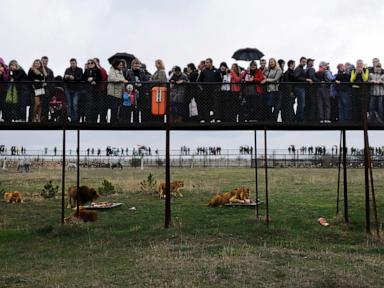 Worker at a Crimean wildlife park killed by lions