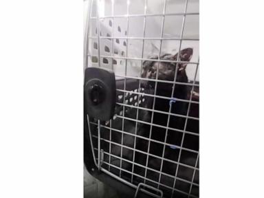 'Catman' to the rescue, as man pulls stuck Long Island pet to safety after long ordeal