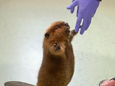 Nibi the 'diva' beaver to stay at rescue center, Massachusetts governor decides