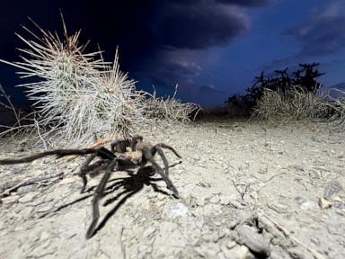 Spider lovers scurry to Colorado town in search of mating tarantulas and community